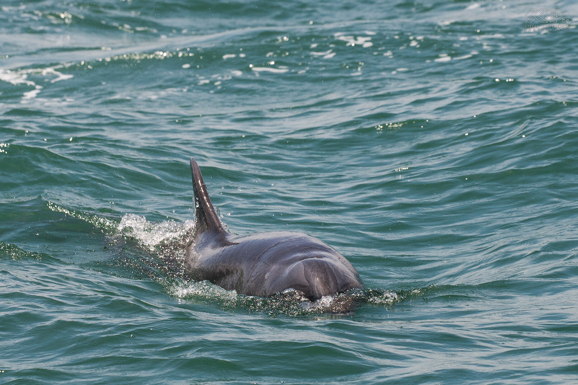 Uvita - Bahia Ballena - Dolphin  Stefan Cruysberghs